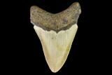 Fossil Megalodon Tooth - North Carolina #109681-2